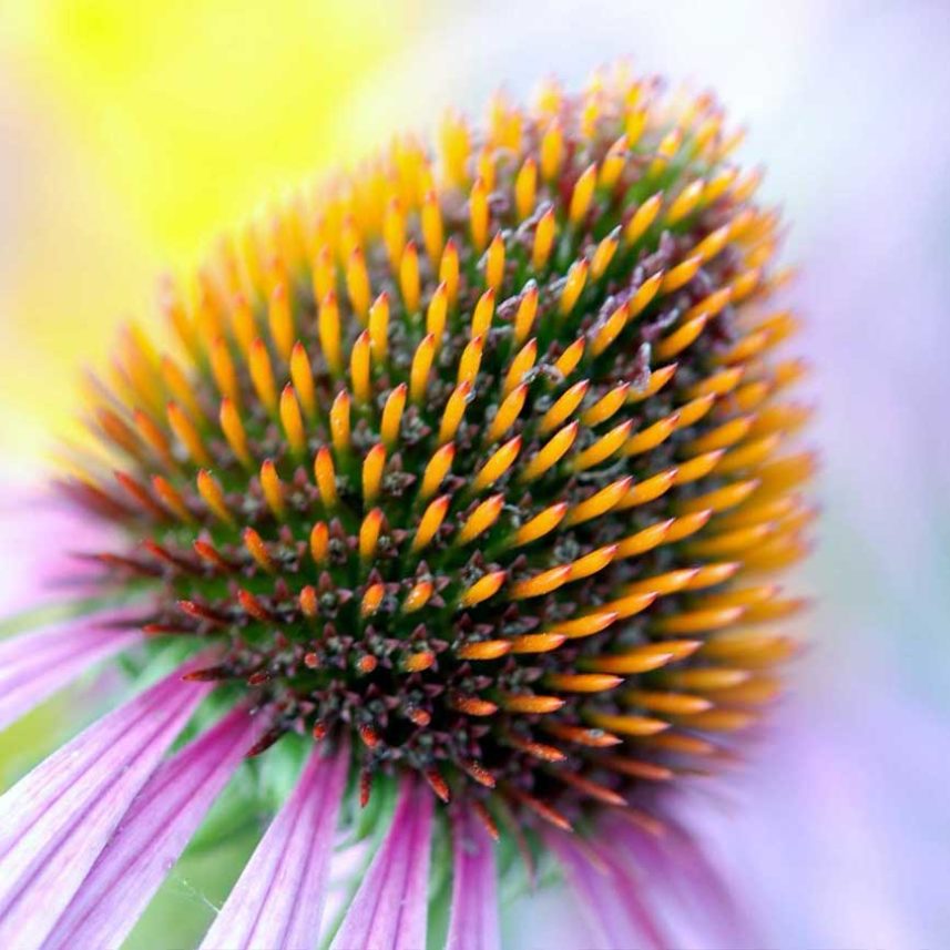 Allergien TCM Heilpflanzen Echinacea