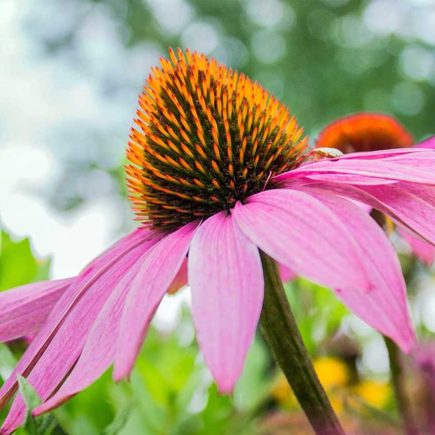 Allergien TCM Heilpflanzen Echinacea