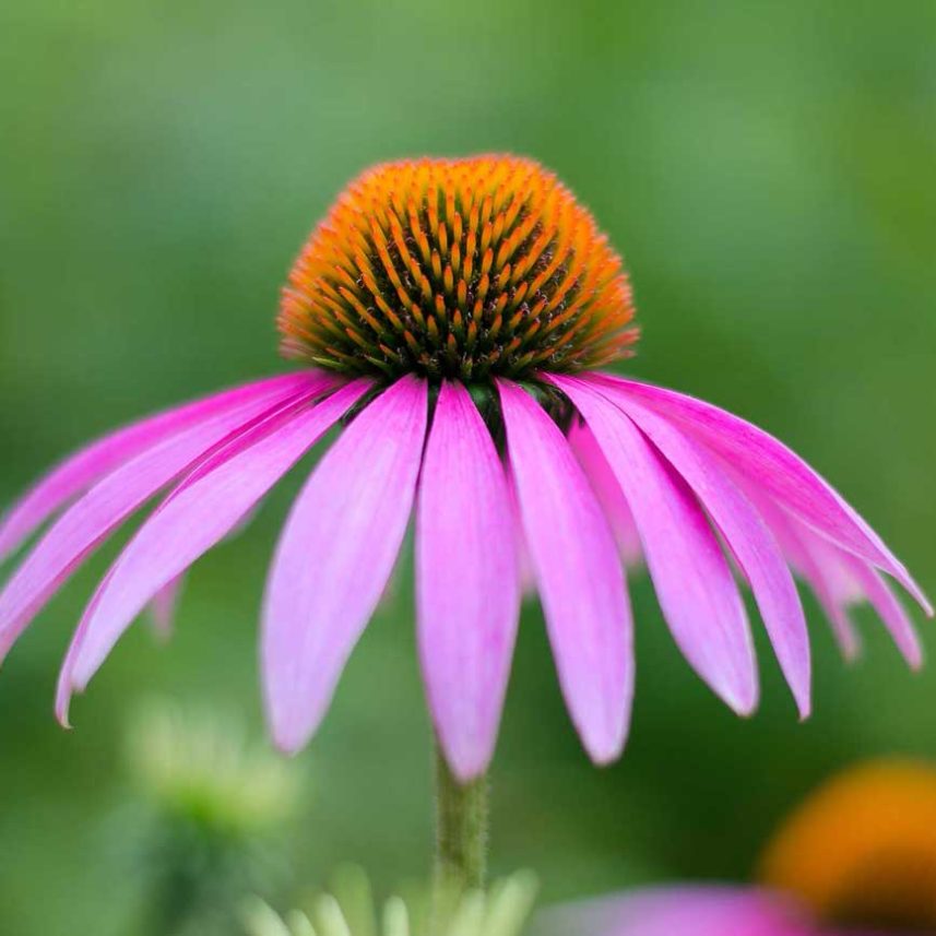 Allergien TCM Heilpflanzen Echinacea