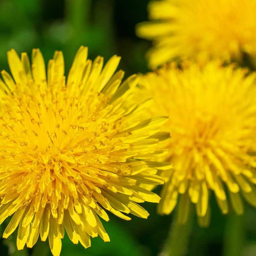 Allergien TCM Heilpflanzen Löwenzahn