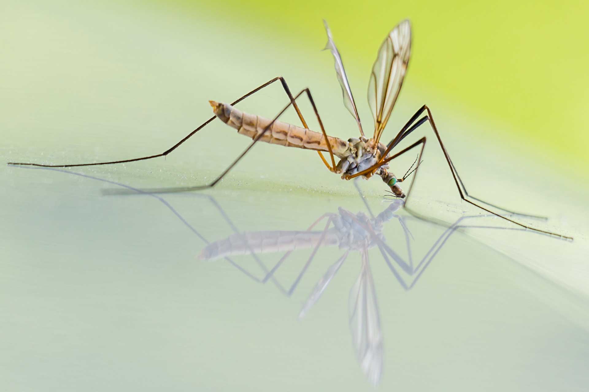 Erste Hilfe bei Insektenstichen