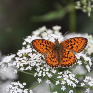 Frauengesundheit TCM Heilpflanzen Schafgarbe