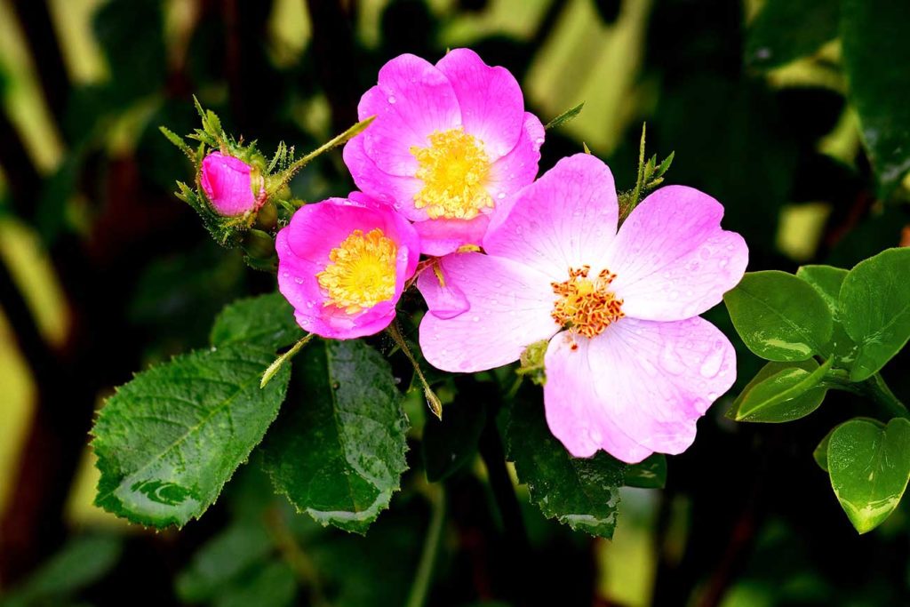 Frauengesundheit TCM Heilpflanzen Wildrose