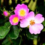 Frauengesundheit TCM Heilpflanzen Wildrose