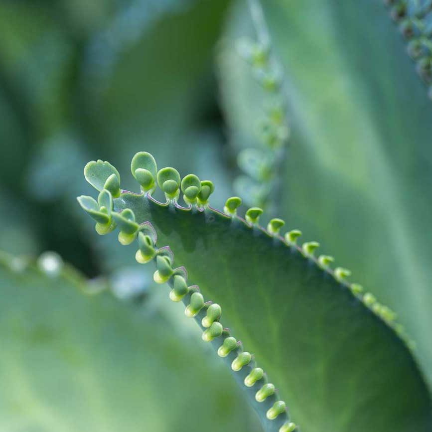 Kinderwunsch TCM Heilpflanzen Bryophyllum