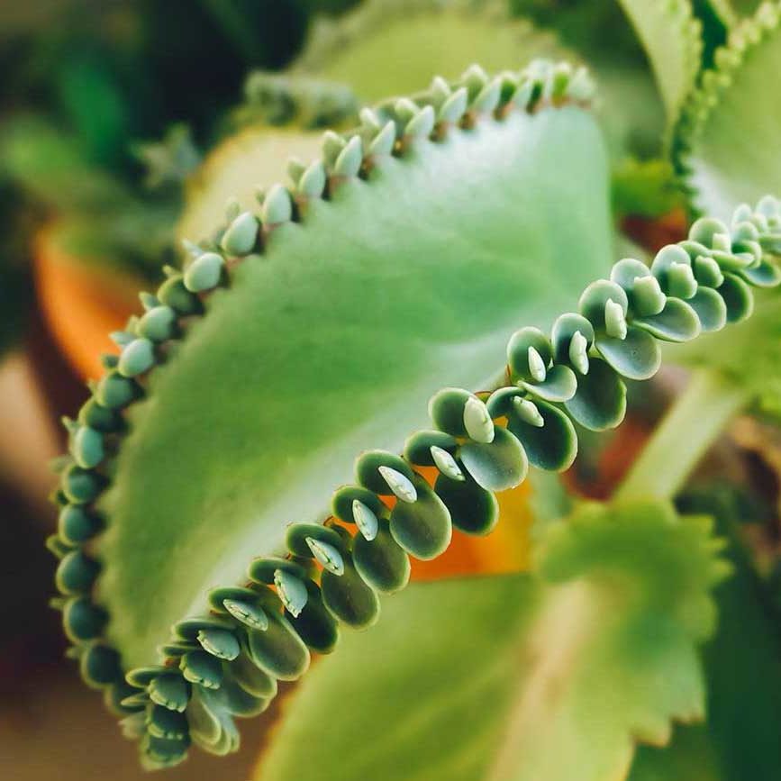 Kinderwunsch TCM Heilpflanzen Bryophyllum