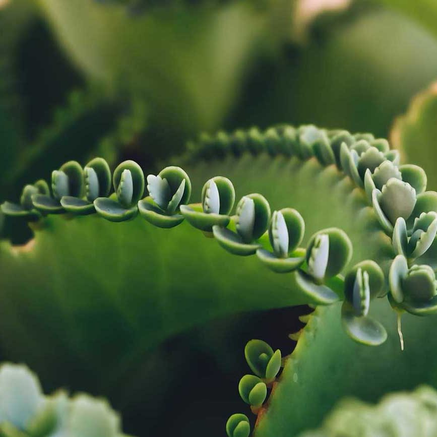 Kinderwunsch TCM Heilpflanzen Bryophyllum