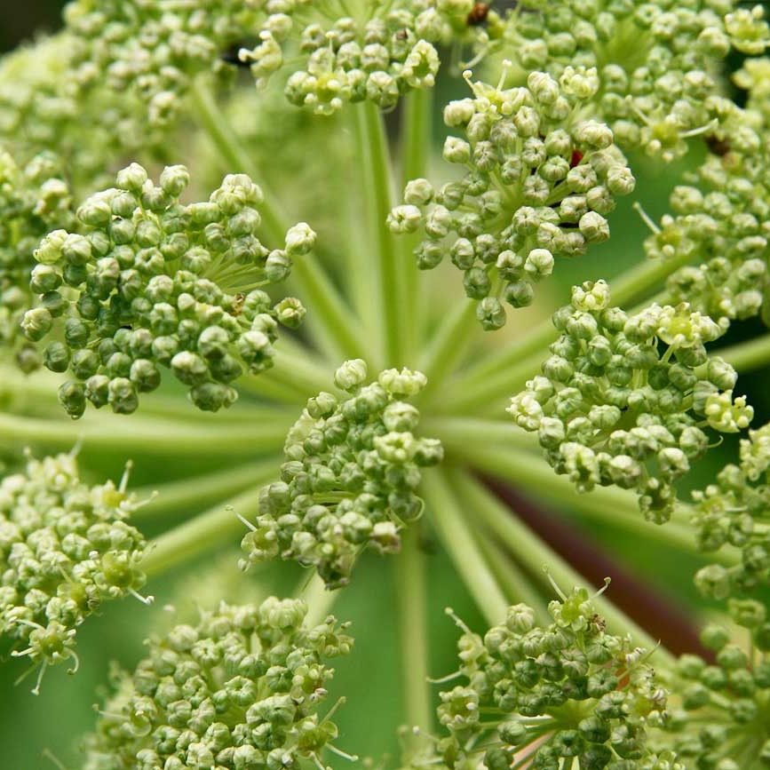 Kinderwunsch TCM Heilpflanzen Engelwurz