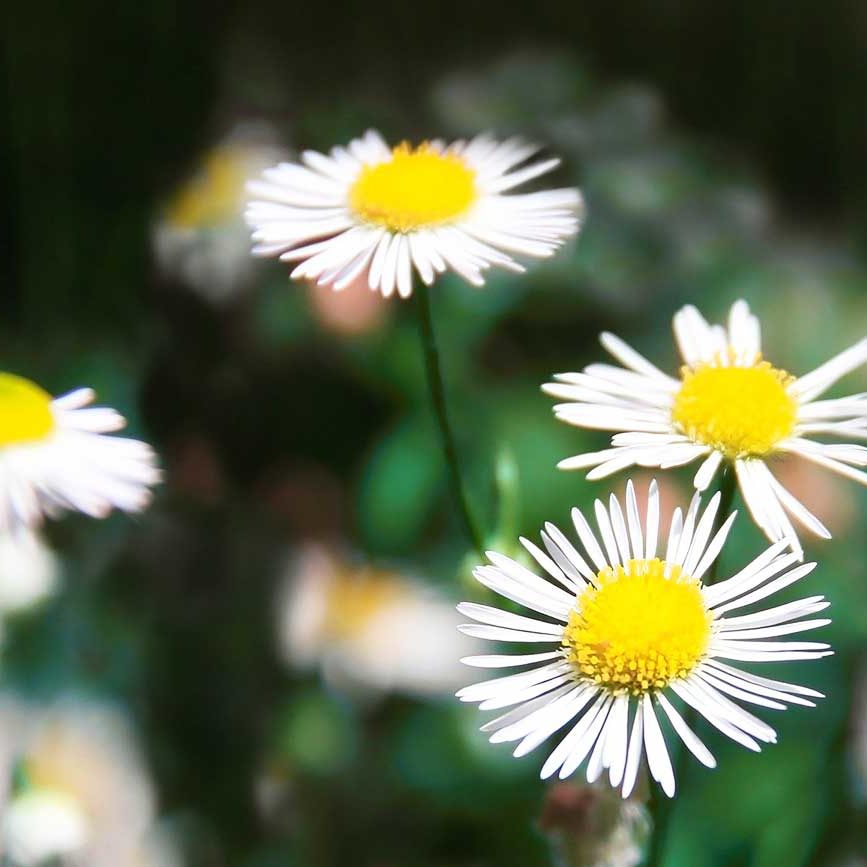 Rücken- und Gelenkschmerzen TCM Heilpflanzen Gänseblümchen