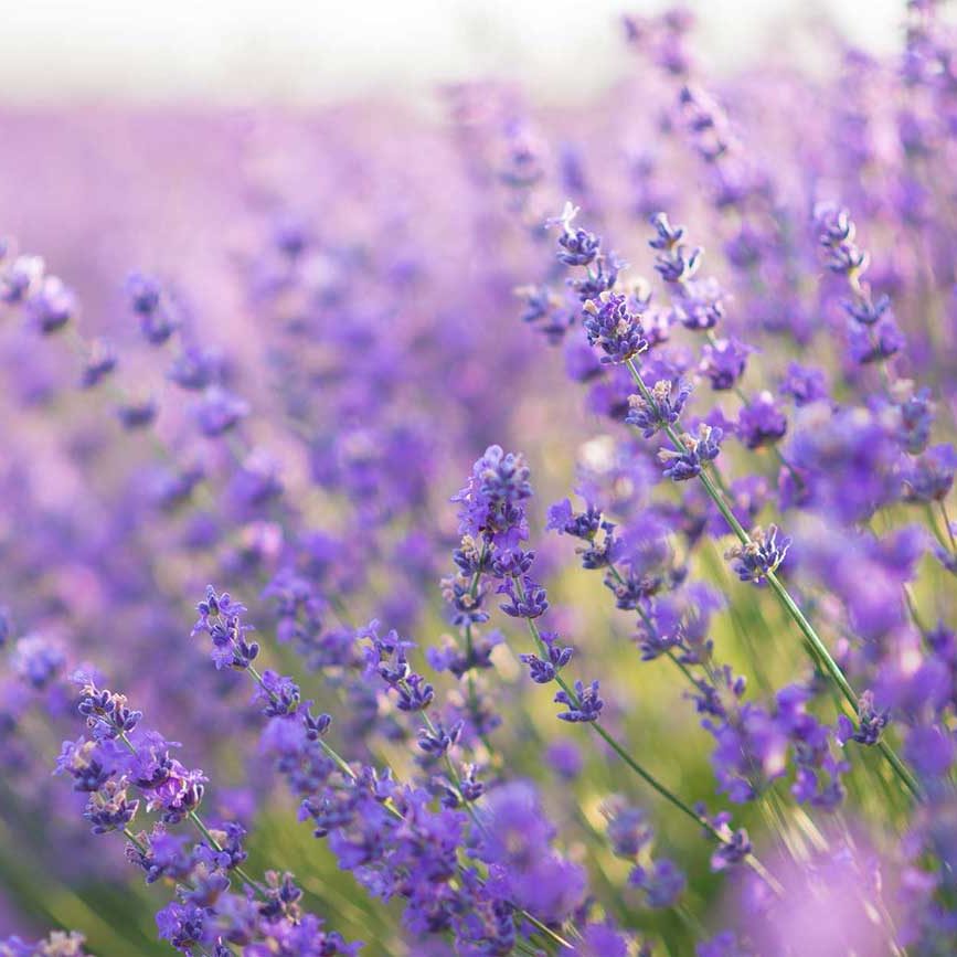 Rücken- und Gelenkschmerzen TCM Heilpflanzen Lavendel