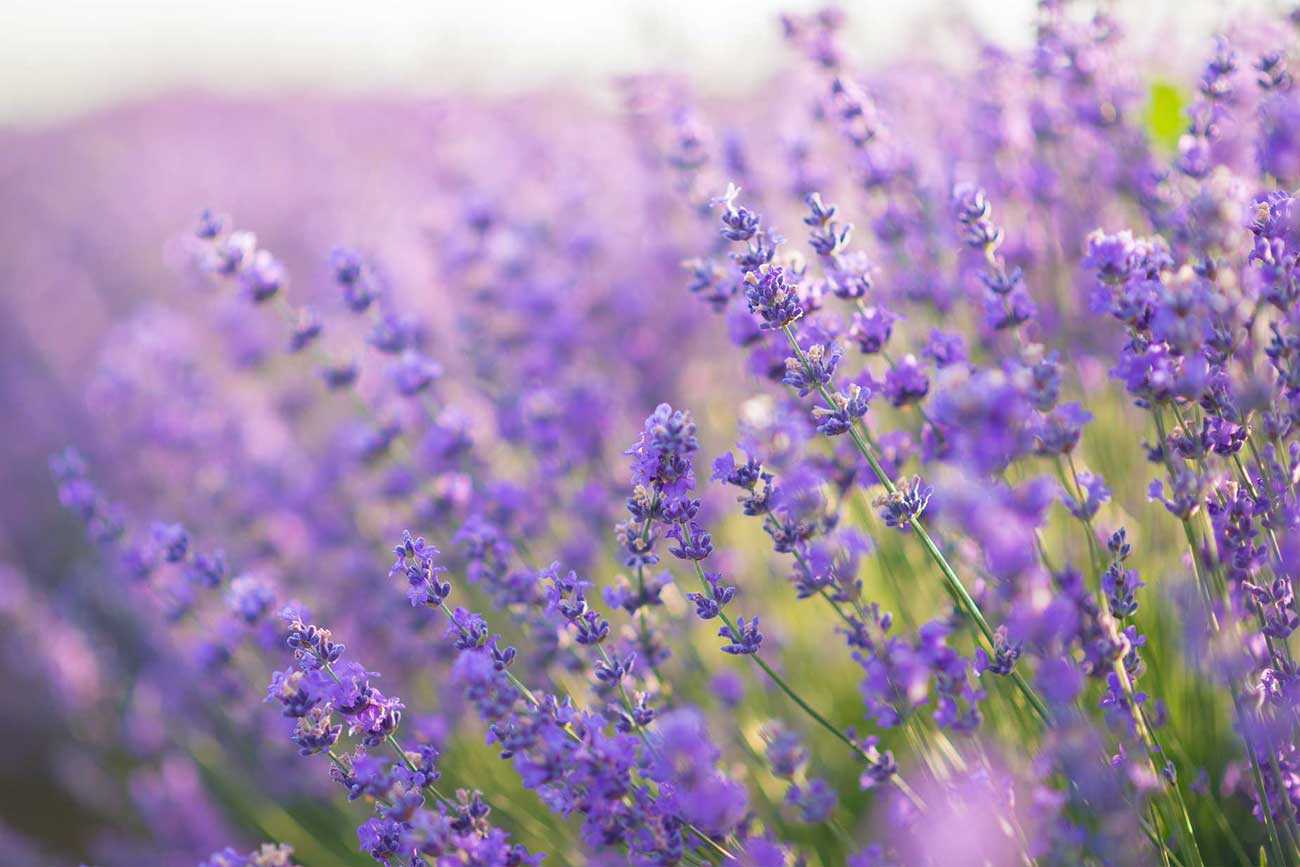 Rücken- und Gelenkschmerzen TCM Heilpflanzen Lavendel