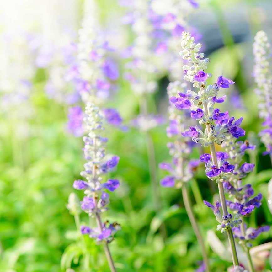 Rücken- und Gelenkschmerzen TCM Heilpflanzen Lavendel