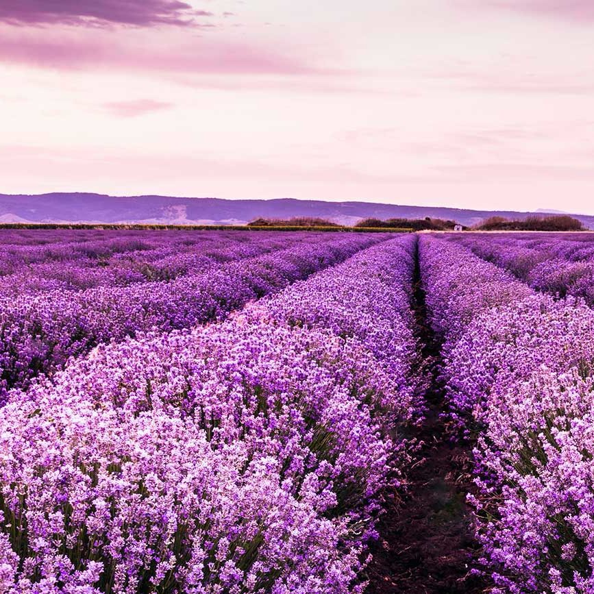 Rücken- und Gelenkschmerzen TCM Heilpflanzen Lavendel